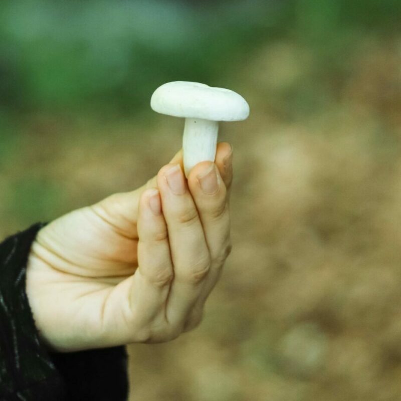 shrooms online in Canada | Shroomland Canada