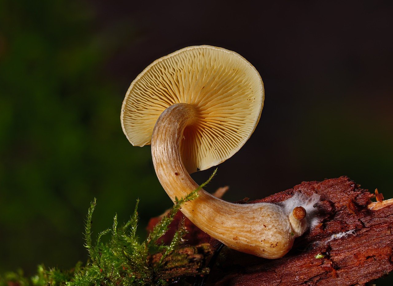 Understanding the Alacabenzi Strain – Essential Information for Users Prior to Their Initial Dose