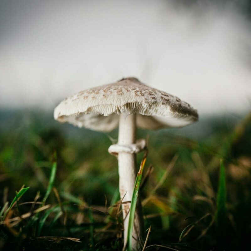 White Monster | Shroomland Canada