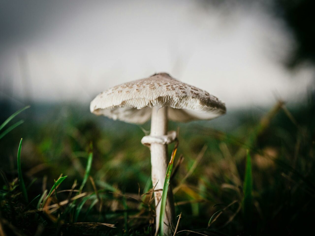 What Foods or Drinks Complement White Monster Magic Mushrooms for an Augmented Experience?