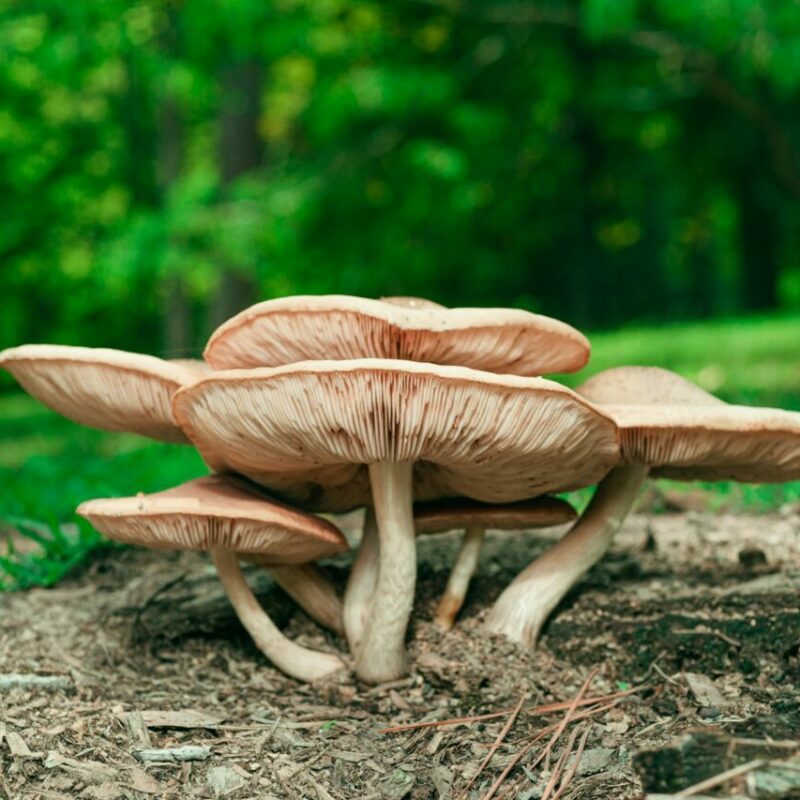 Big Daddy Mushroom | Shroomland Canada