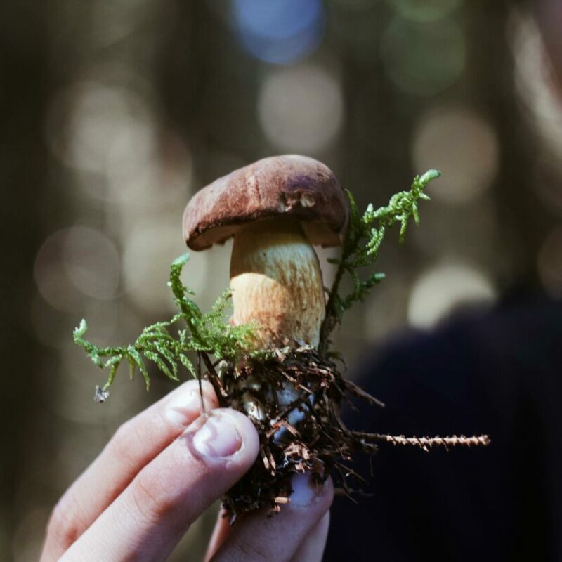 Buy Shrooms | Shroomland Canada