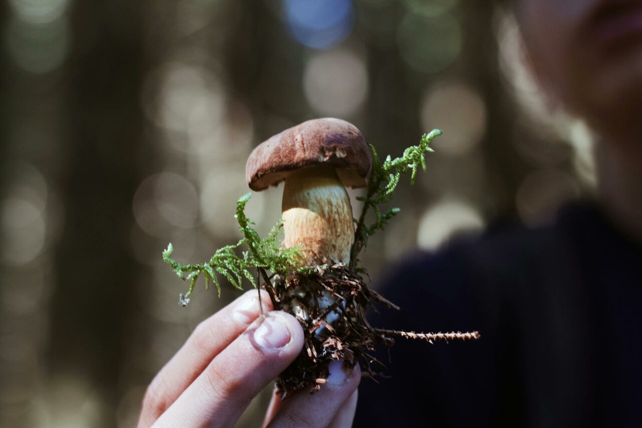 Opt for Online Mushroom Purchase? A Retiree Regrets Not Utilizing Psilocybin 45 Years Earlier