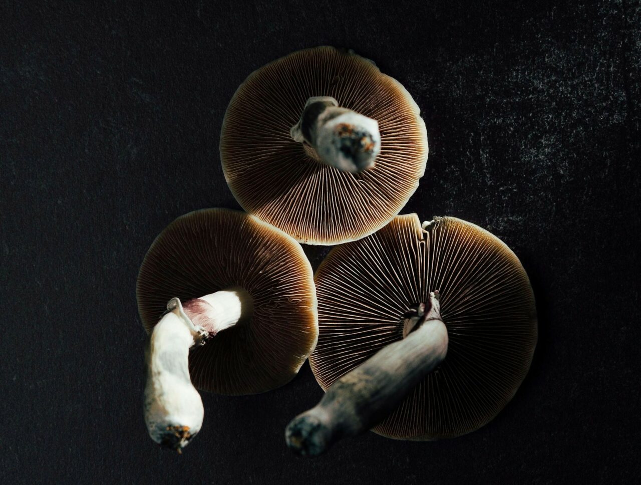 Canada’s Magic Mushroom – Experts Discuss Why Natural Psilocybin Has a Stronger Impact Than Its Lab-Produced Counterpart