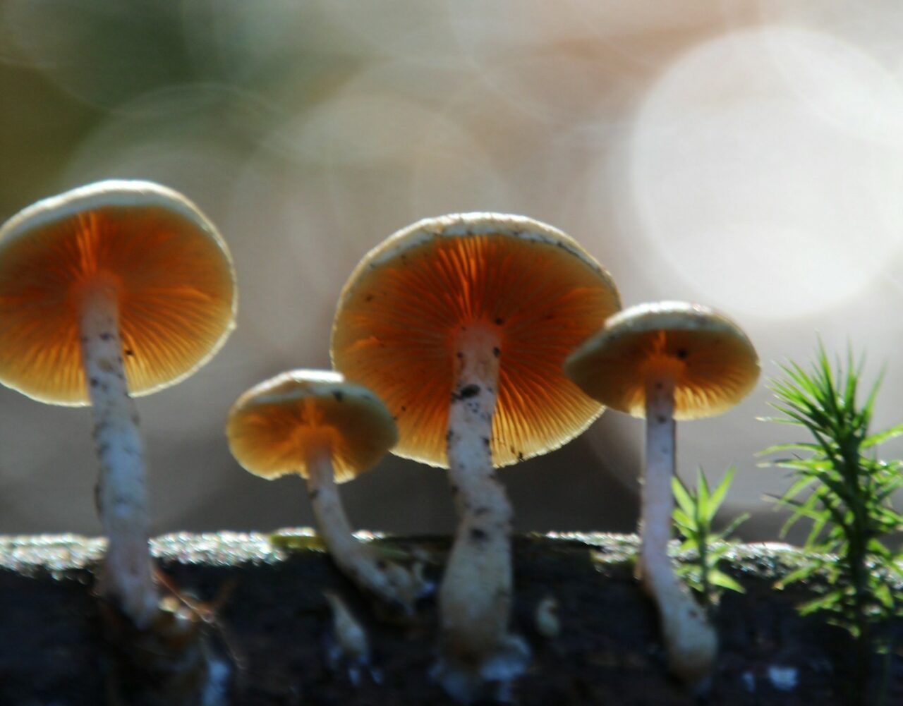 The Transformation in My Psychedelic Experiences: The Impact of Magic Mushroom Delivery