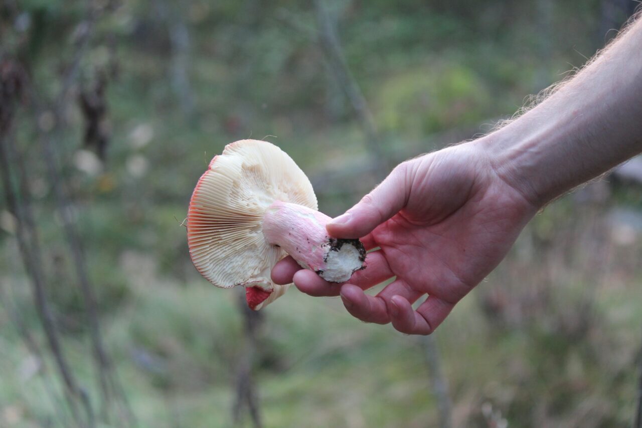 Magic Mushroom Delivery Contributes to Recovery of Paralyzed Mountain Athletes