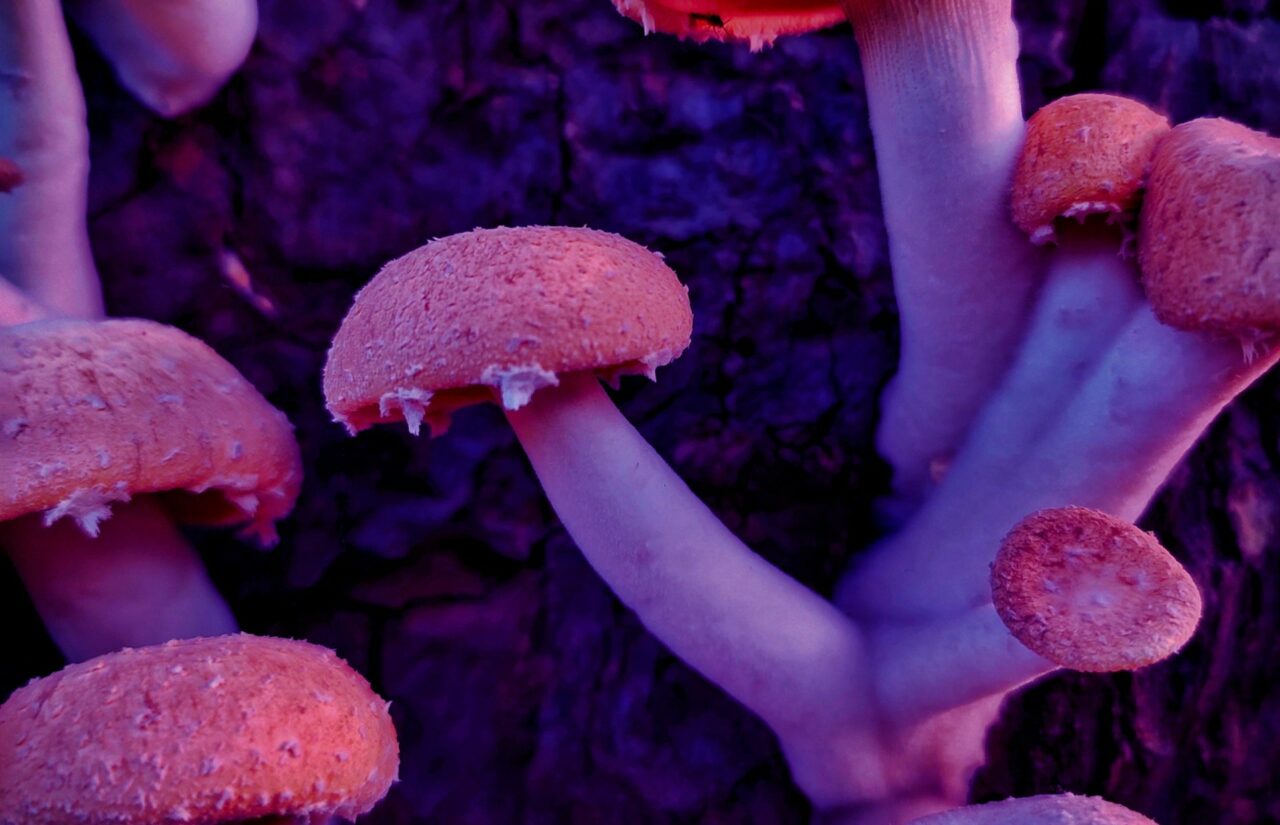 How Psilocybin, Obtained from a Mushroom Dispensary, Could Help Recalibrate Minds Burdened by HIV-Related Shame
