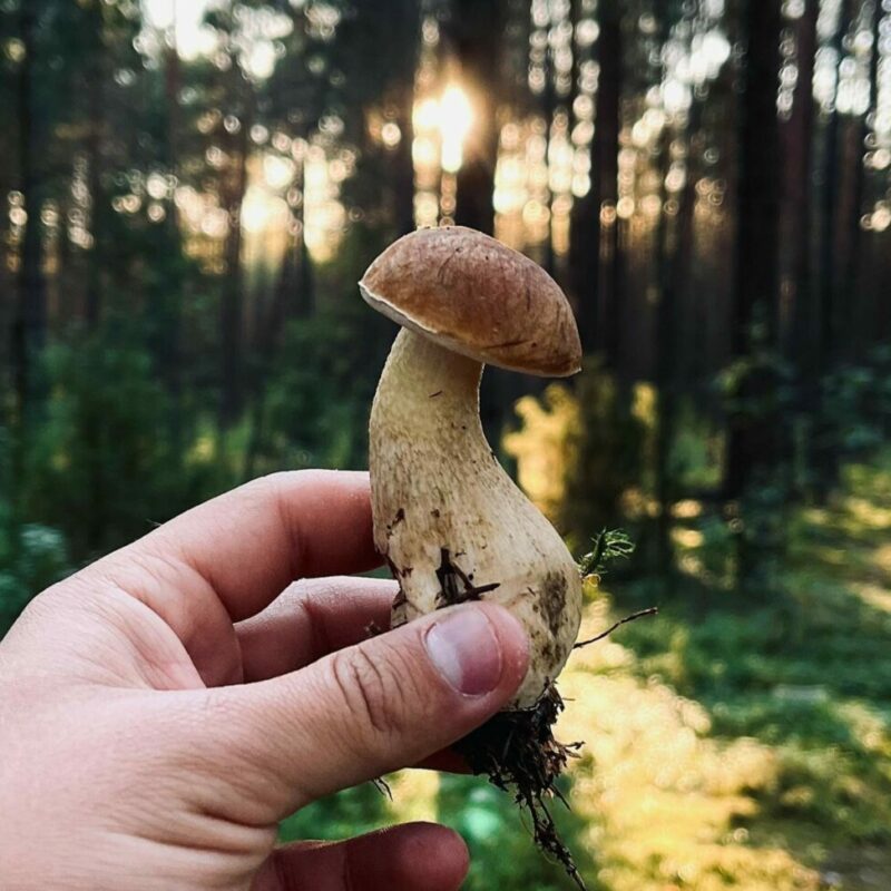 Shrooms Delivery Canada | Shroomland Canada