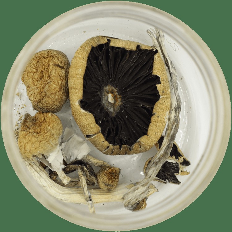  | Shroomland Canada