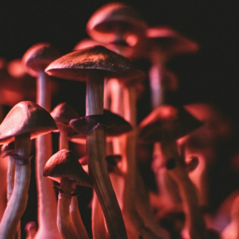  | Shroomland Canada